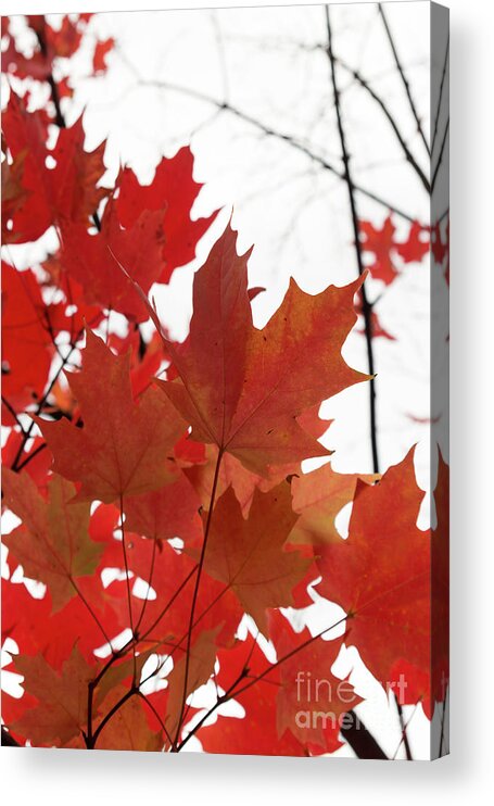 Fall Acrylic Print featuring the photograph Red Maple Leaves 2 by Ana V Ramirez