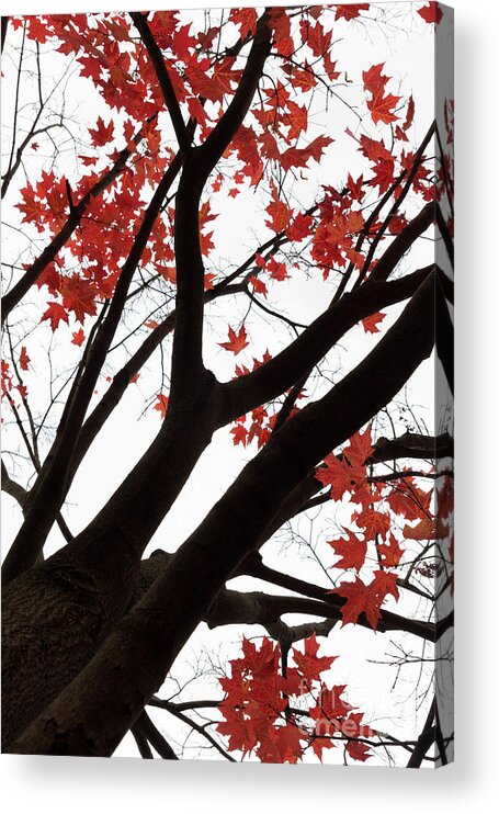 Fall Acrylic Print featuring the photograph Red Maple Tree by Ana V Ramirez