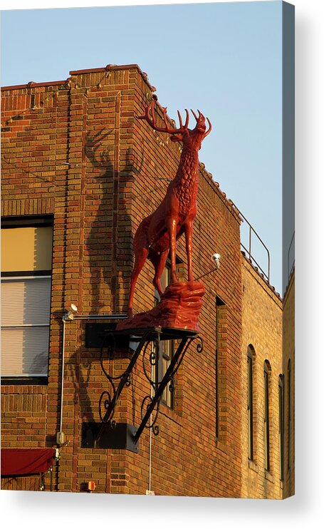  Acrylic Print featuring the photograph Red Stag Shadow by Nancy Dunivin