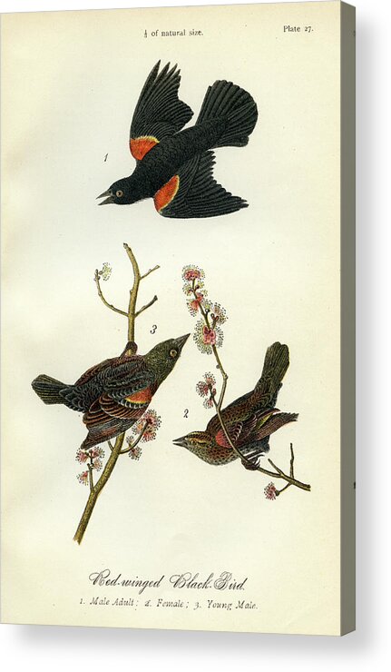 Bird Acrylic Print featuring the mixed media Red-Winged Black-Bird by Unknown