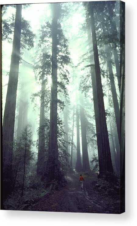 Color Image Acrylic Print featuring the photograph Redwoods by Ralph Crane