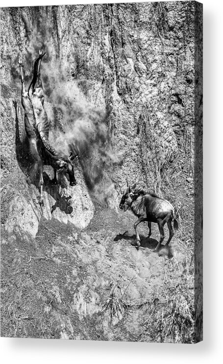 Nature Acrylic Print featuring the photograph Rescue by Mohammed Alnaser
