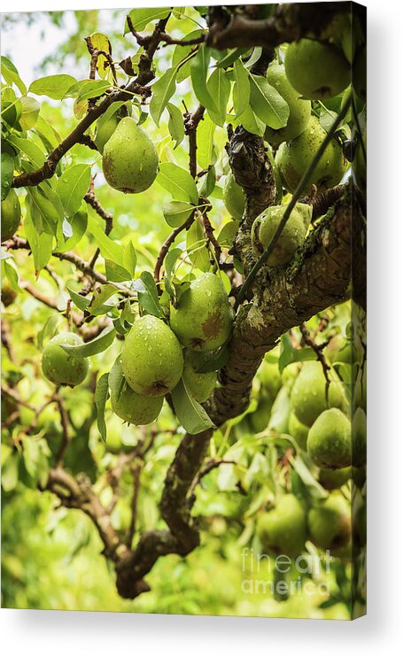 Green Acrylic Print featuring the photograph Ripe green garden pears by Sophie McAulay