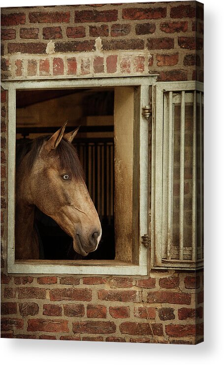 Horse Acrylic Print featuring the photograph Room With A View by Photo By Stefanie Senholdt