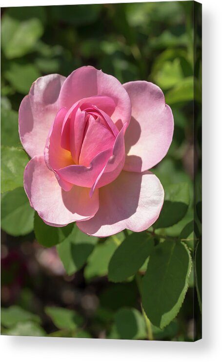 Flower Acrylic Print featuring the photograph Rosa Good Show by Dawn Cavalieri