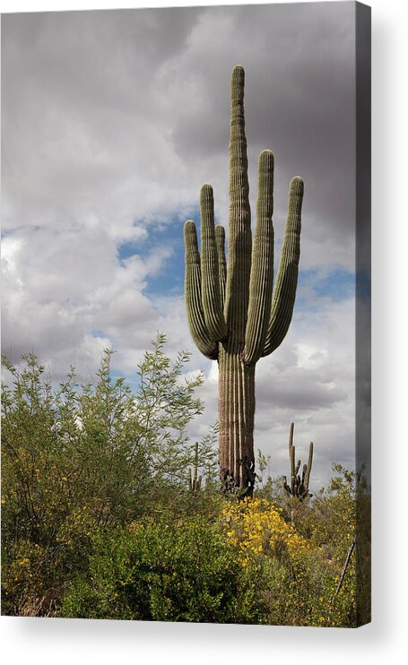 Saguaro Cactus Acrylic Print featuring the photograph Saguaro Spring by Dustypixel