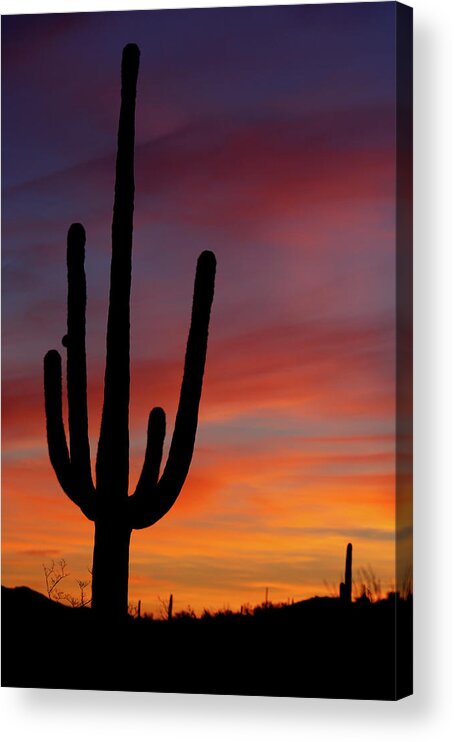 Saguaro Cactus Acrylic Print featuring the photograph Saguaro Sunrise by Phototropic