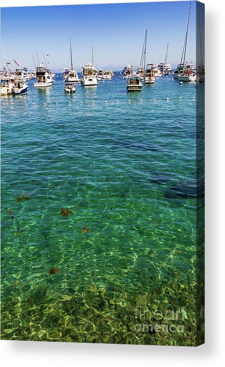 Catalina Acrylic Print featuring the photograph Sailboats on the Horizon by Roslyn Wilkins