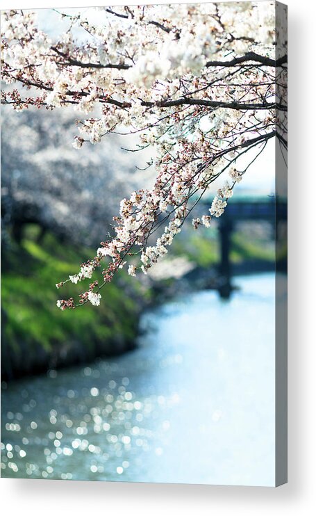 Sakura At The River Acrylic Print by