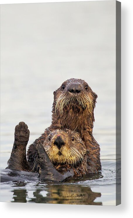 Sebastian Kennerknecht Acrylic Print featuring the photograph Sea Otter Pup Hugging Mother by Sebastian Kennerknecht