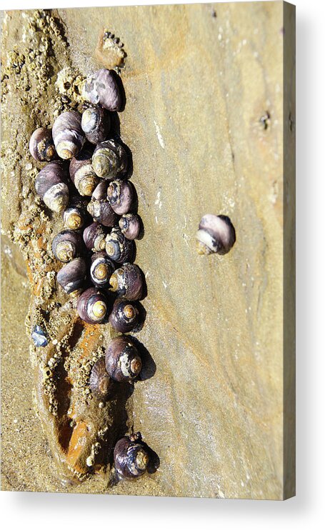 Coast Acrylic Print featuring the photograph Sea snail cluster by Steve Estvanik