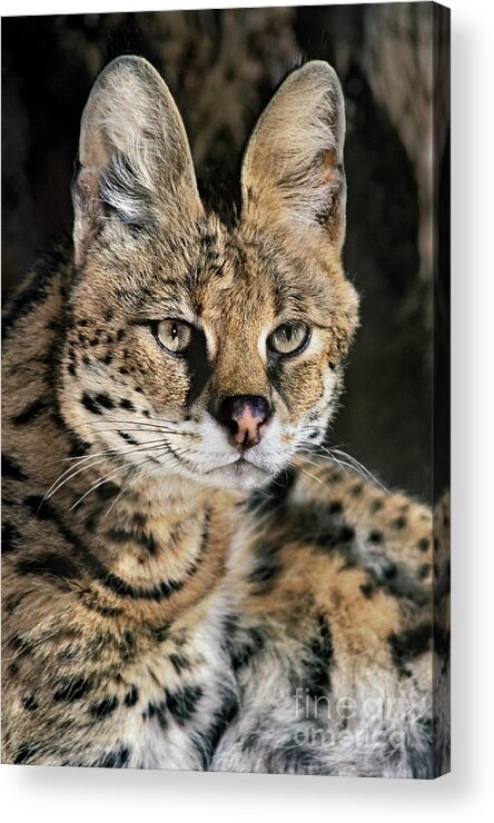 Dave Welling Acrylic Print featuring the photograph Serval Portrait Wildlife Rescue by Dave Welling