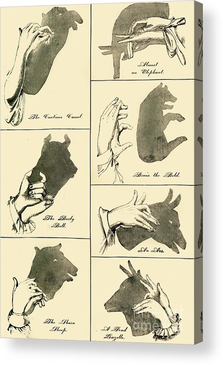Shadow Acrylic Print featuring the drawing Shadow Pictures And Silhouettes by Print Collector