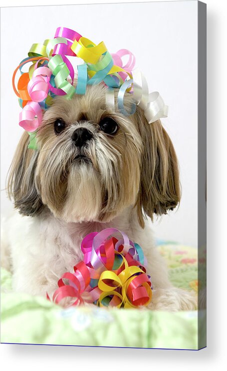 Pets Acrylic Print featuring the photograph Shih Tzu Dog by Geri Lavrov