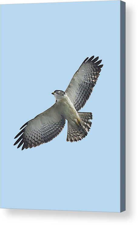 Hawk Acrylic Print featuring the photograph Short-tailed Hawk by Alan Lenk