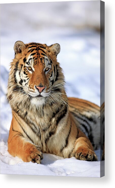 Three Quarter Length Acrylic Print featuring the photograph Siberian Tiger Panthera Tigris Altaica by Tier Und Naturfotografie J Und C Sohns