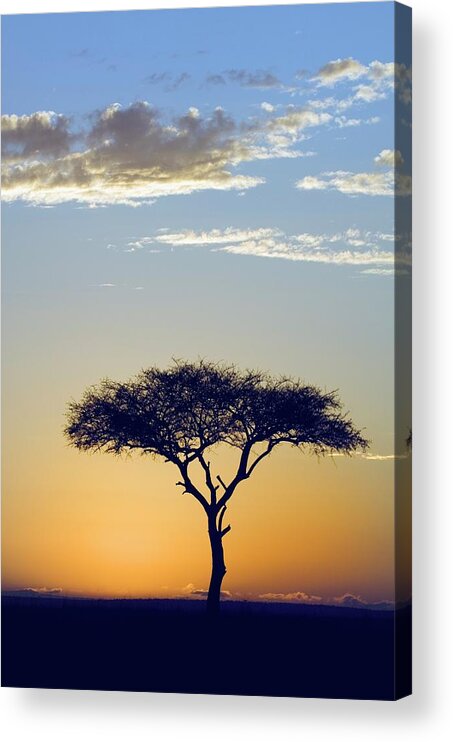 Scenics Acrylic Print featuring the photograph Silhouette Of A Lone Tree At Sunrise- by Daryl Balfour