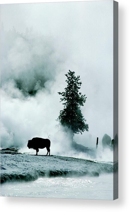 Animal Themes Acrylic Print featuring the photograph Silhouette Of Buffalo In Winter In by Medioimages/photodisc