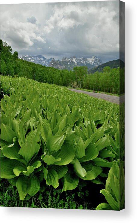 Highway 50 Acrylic Print featuring the photograph Skunk Cabbage in Big Cimarron by Ray Mathis