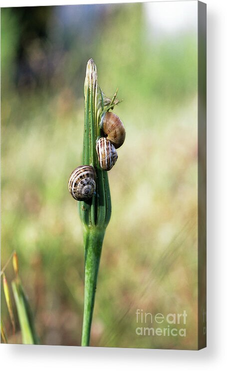 Coiled Shell Acrylic Print featuring the photograph Snails by Francoise Sauze/science Photo Library