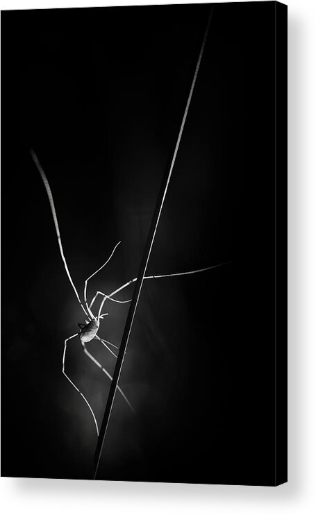 Spider Acrylic Print featuring the photograph ...snatcher Of Light... by Pali Gerec