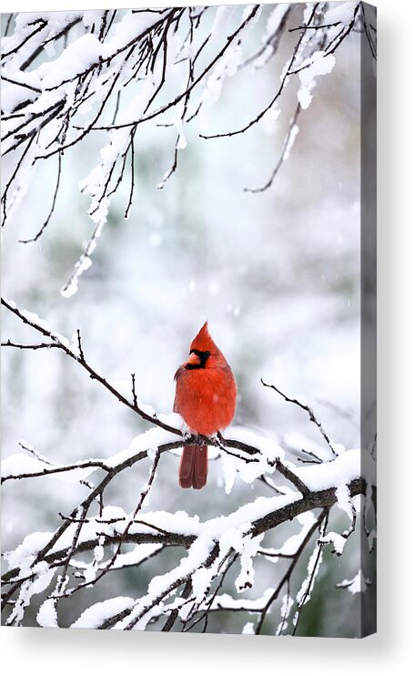 Cardinal Acrylic Print featuring the photograph Snowstorm in Virginia by Rachel Morrison