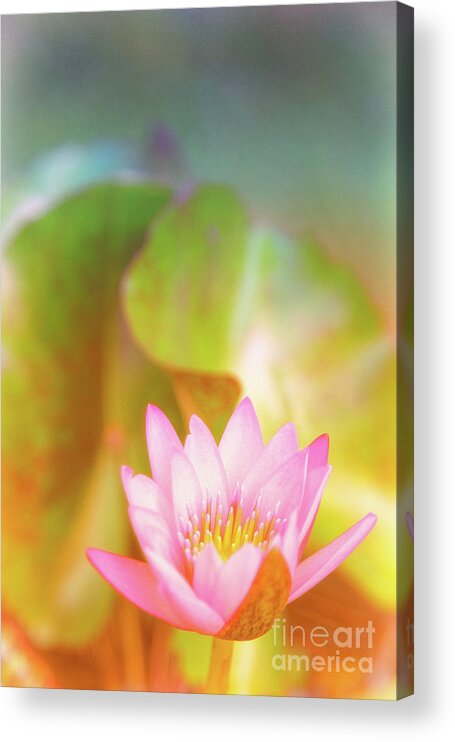 Pink Flower Acrylic Print featuring the photograph Soft and Light 4 by Becqi Sherman