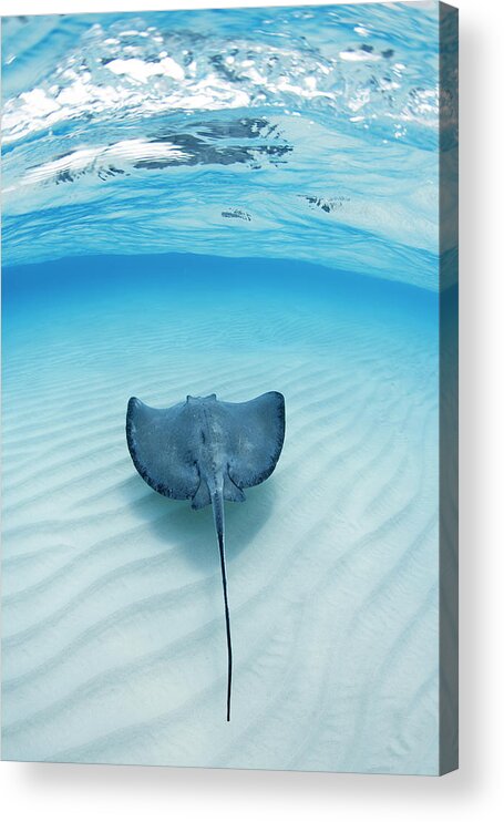 Underwater Acrylic Print featuring the photograph Southern Sting Ray At Stingray City by Justin Lewis