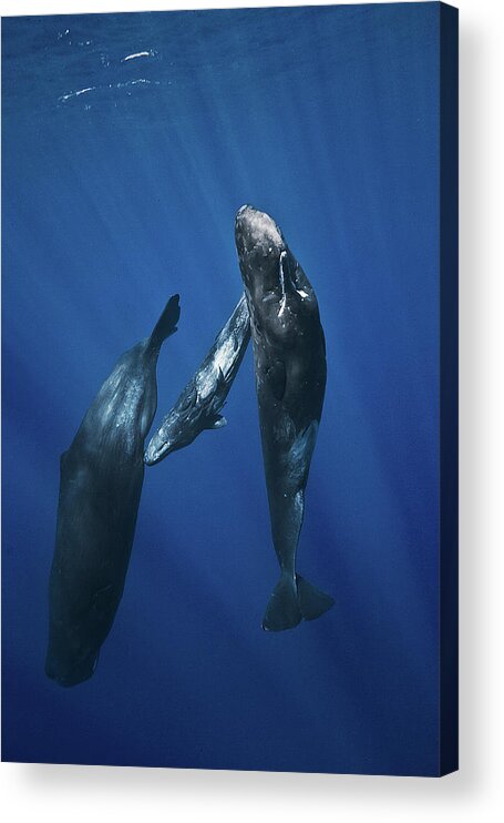Spermwhale Acrylic Print featuring the photograph Sperm Whale Family by Barathieu Gabriel