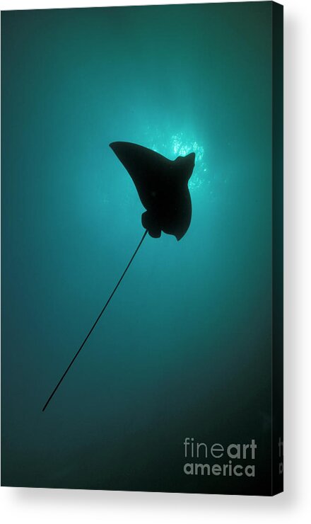 Underwater Acrylic Print featuring the photograph Spotted Eagle Ray Silhouetted by Steve Jones/stocktrek Images