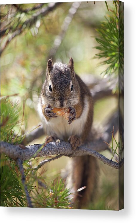 Animal Themes Acrylic Print featuring the photograph Squirrel Eating by Nathan Blaney