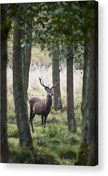 Scenics Acrylic Print featuring the photograph Stag In The Forest by Niels Busch