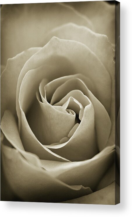 Sepia Rose Acrylic Print featuring the photograph Standard by Michelle Wermuth