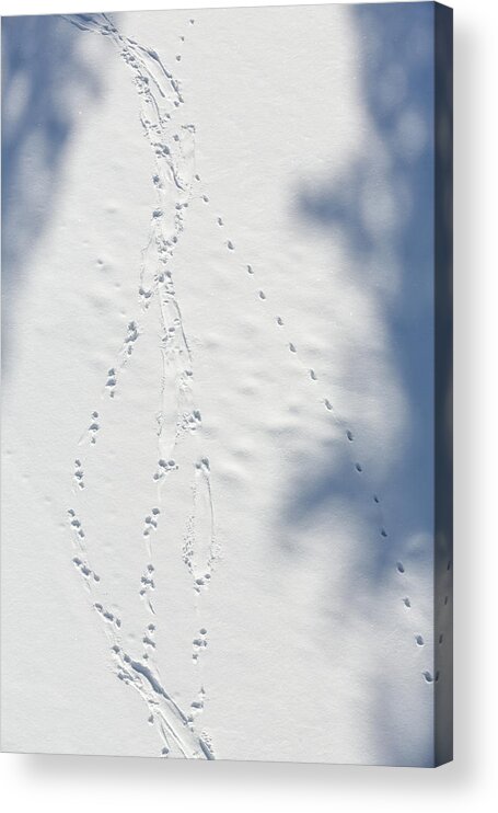 Yellowstone National Park Acrylic Print featuring the photograph Step And Slide by Ann Skelton