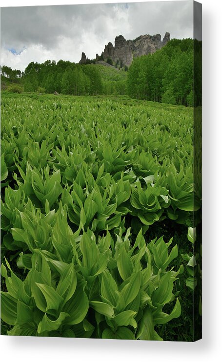Highway 50 Acrylic Print featuring the photograph Storm over Skunk Cabbage in Big Cimarron by Ray Mathis