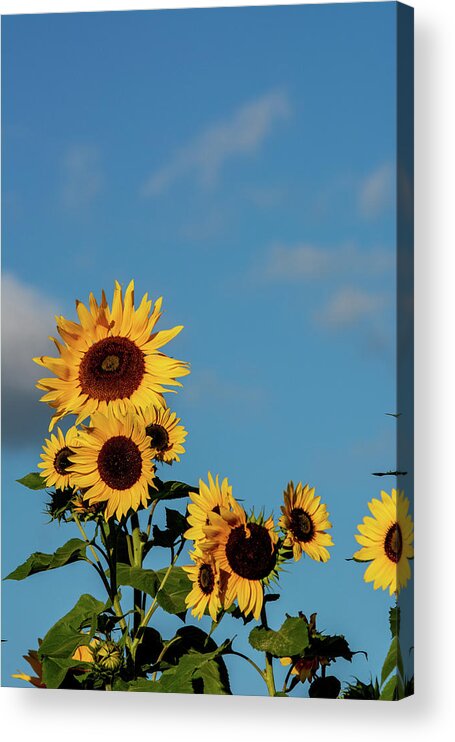 Nature Acrylic Print featuring the photograph Sunflower Portrait by Douglas Wielfaert