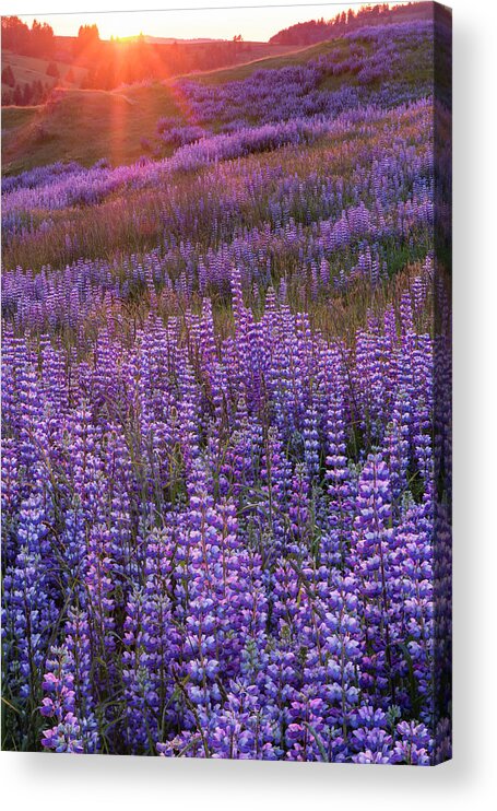 Jeff Foott Acrylic Print featuring the photograph Sunset Lupine In Redwood Natl Park by Jeff Foott