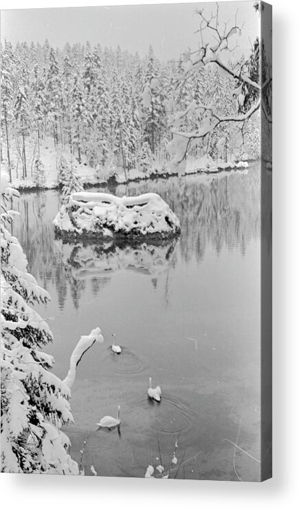 Swan Acrylic Print featuring the photograph Swans in Lake by Alfred Eisenstaedt