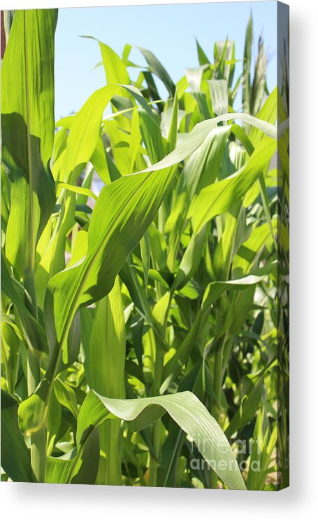 Sweet Corn Acrylic Print featuring the photograph Sweet Corn by Barbra Telfer