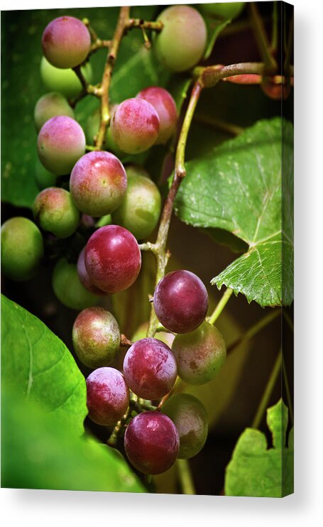 Grapes Acrylic Print featuring the photograph Sweet Grapes by Christina Rollo