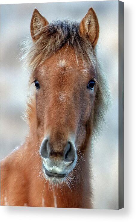 Emmie Acrylic Print featuring the photograph Emmie by John T Humphrey