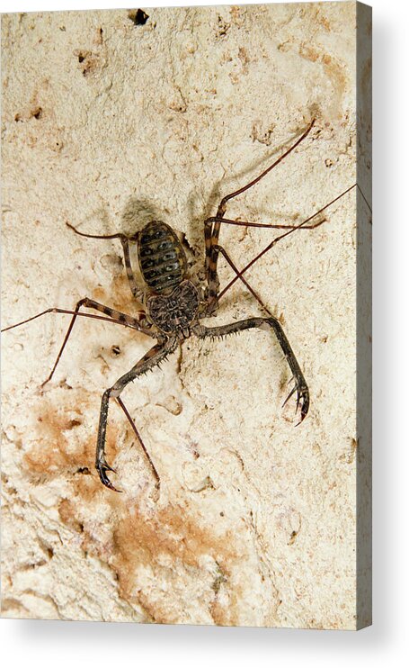 Africa Acrylic Print featuring the photograph Tailless Whip Scorpion by Ivan Kuzmin