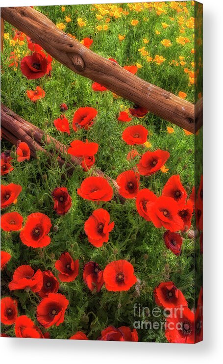 Wildflowers Acrylic Print featuring the photograph Texas Hill Country Wildflowers by Priscilla Burgers