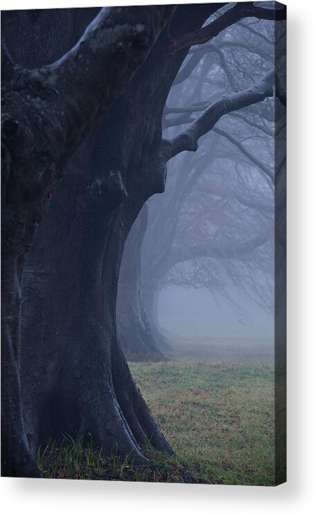 Scenics Acrylic Print featuring the photograph The Beech Avenue At Kingston Lacy Under by Julian Elliott Photography