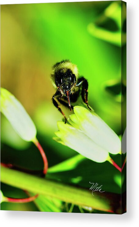 Macro Photography Acrylic Print featuring the photograph The bees knees by Meta Gatschenberger