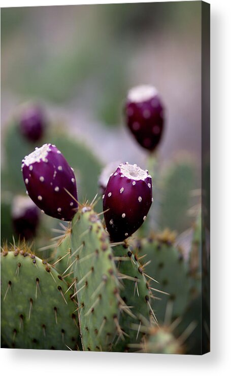Prickly Pear Fruit Acrylic Print featuring the photograph The Desert Mountains Of Sabino Canyon In Tucson Are Full Of Flora And Fauna. by Cavan Images