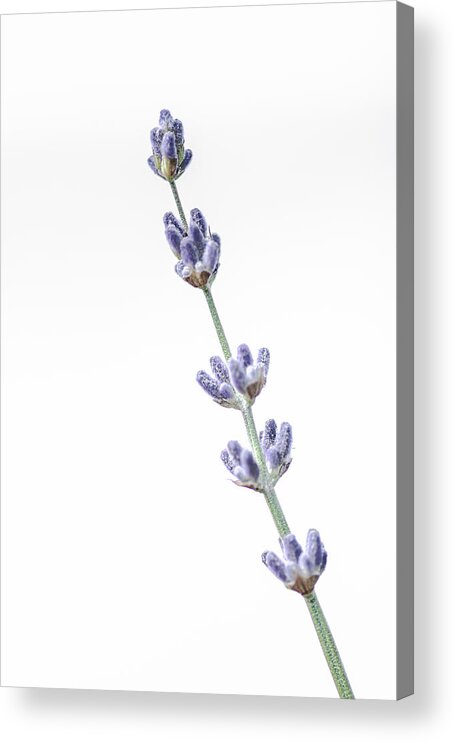 Lavender Acrylic Print featuring the photograph The Sweet Smell of Lavender by Jennifer Grossnickle