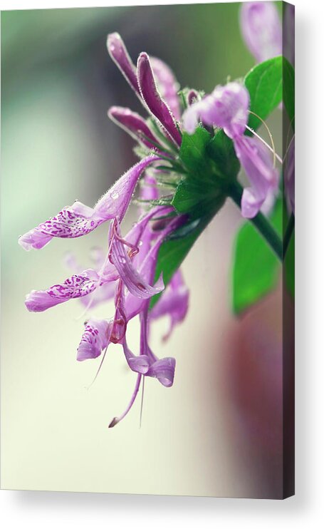 Thinking Of You Acrylic Print featuring the photograph Thinking Of You by Incredi