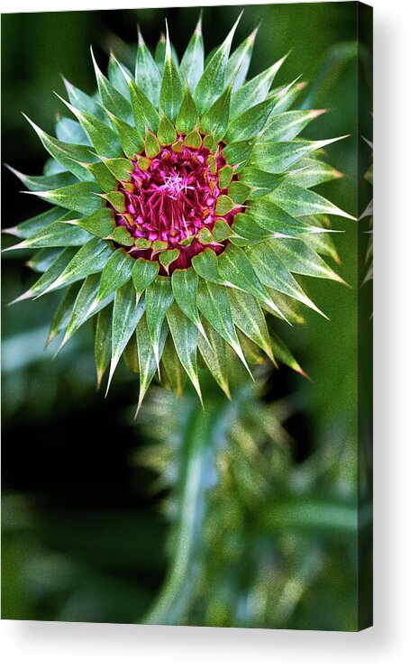 Beautiful Acrylic Print featuring the photograph Thistle Bloom by Robert FERD Frank