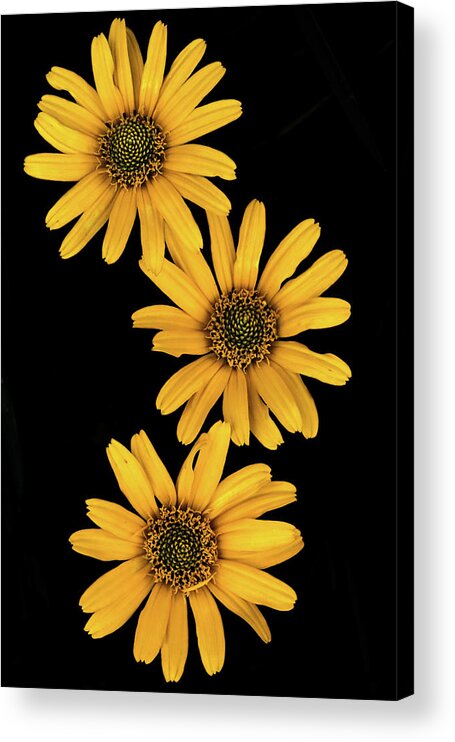 Yellow Acrylic Print featuring the photograph Three Sunflowers by Jeff Phillippi